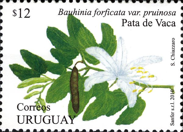 Pata de Vaca (Bauhinia forficata var. pruinosa)