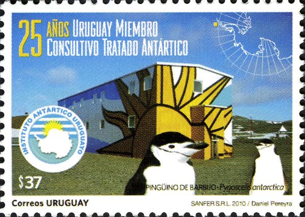 Uruguayan Research Station, Chinstrap Penguin