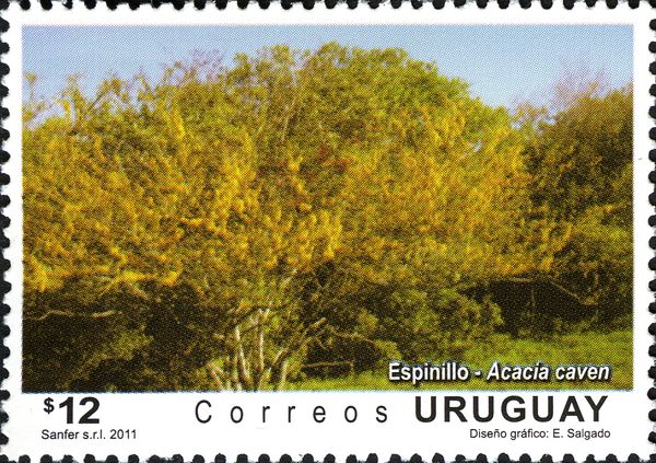 International Year of Forests : Acacia caven