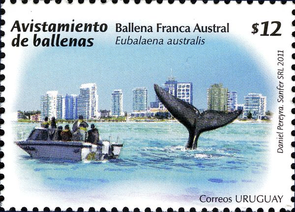 Southern Right Whale (Eubalaena australis) diving, Boat
