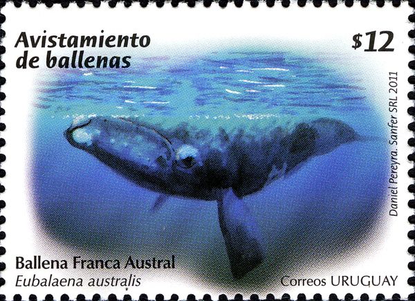 Southern Right Whale (Eubalaena australis)