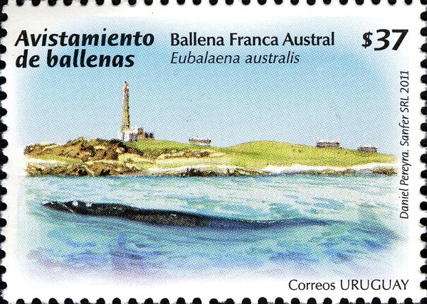 Southern Right Whale (Eubalaena australis), Lighthouse