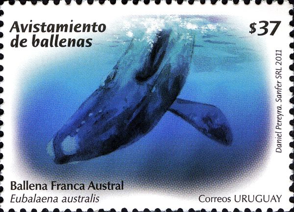 Southern Right Whale (Eubalaena australis)
