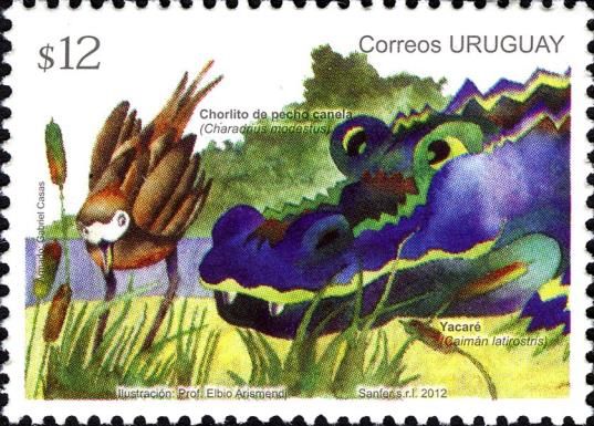 Rufous-chested Dotterel (Charadrius modestus), Broad-snouted