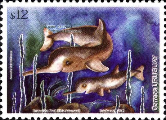 La Plata River Dolphin (Pontoporia blainvillei)