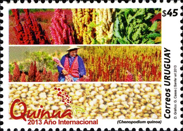 Quinoa Plants, Farmer and Seeds