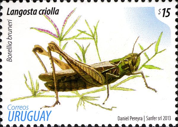 Grashopper (Borellia bruneri)