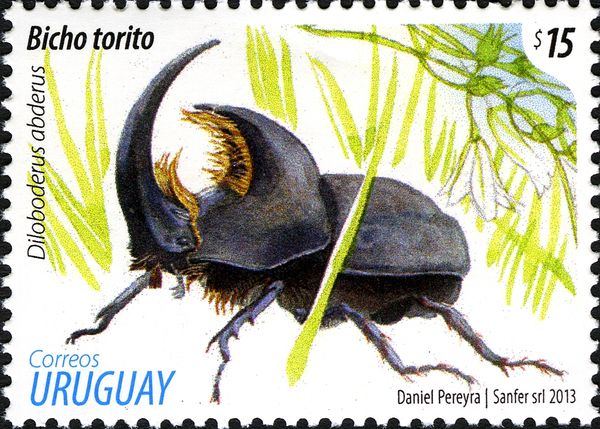 Rhinoceros Beetle (Diloboderus abderus)