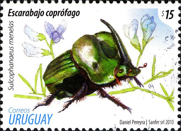 Coprophagic Beetle (Sulcophanaeus menelas)