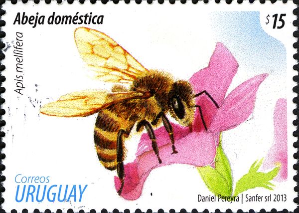 European Honey Bee (Apis mellifera)