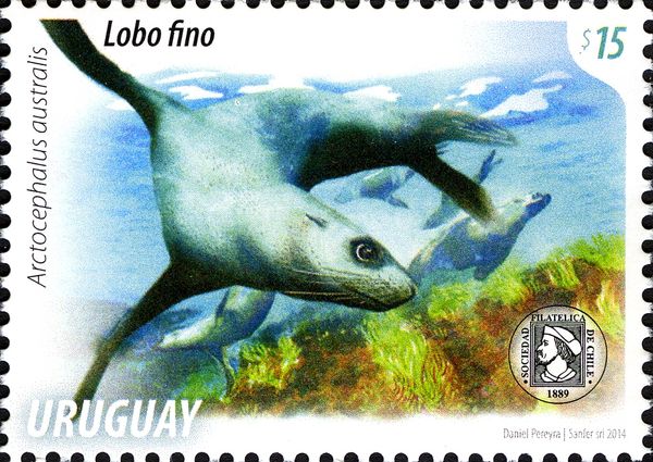 South American Fur Seal (Arctocephalus australis)
