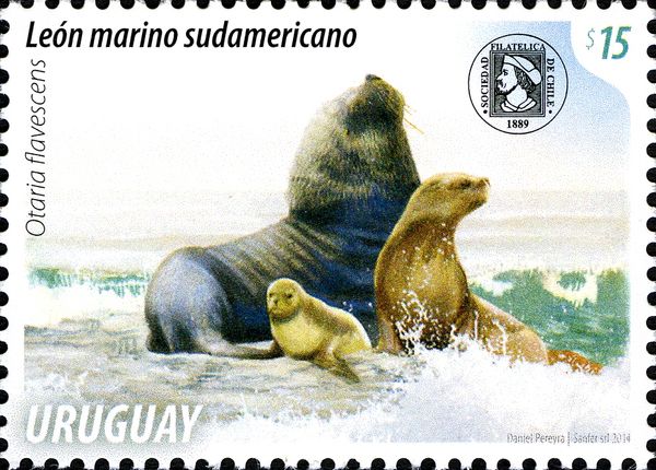 South American Sea Lion (Otaria flavescens)