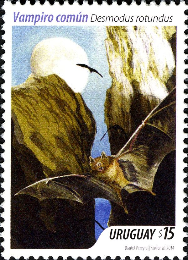 Common Vampire Bat (Desmodus rotundus)