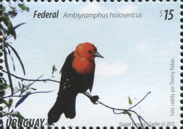 Scarlet-headed Blackbird (Amblyramphus holosericeus)