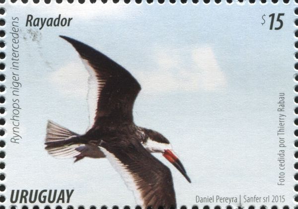 Black Skimmer (Rynchops niger intercedens)