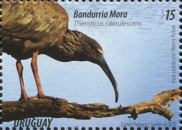 Plumbeous Ibis (Theristicus caerulescens)