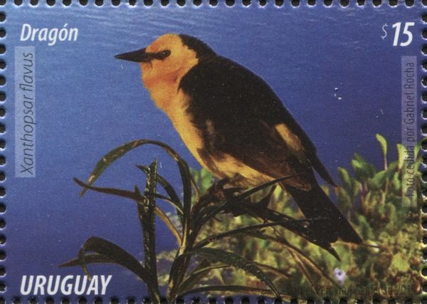 Saffron-cowled Blackbird (Xanthopsar flavus)