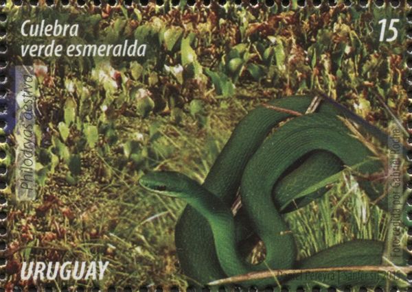 Common Green Racer (Philodryas aestiva)