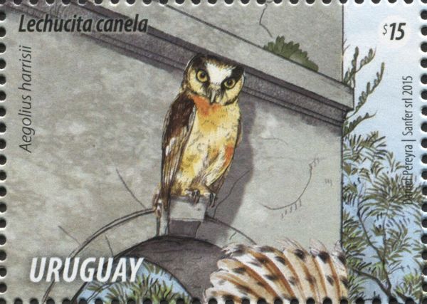 Buff-fronted Owl (Aegolius harrisii)