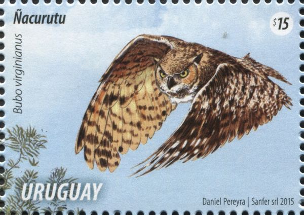 Great Horned Owl (Bubo virginianus)