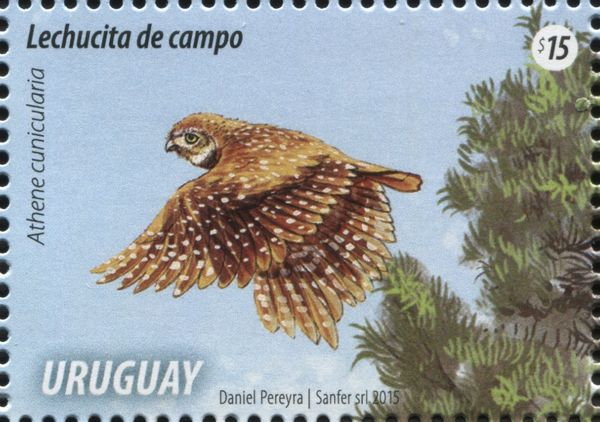 Burrowing Owl (Athene cunicularia)