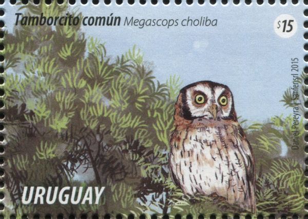 Tropical Screech-Owl (Megascops choliba)