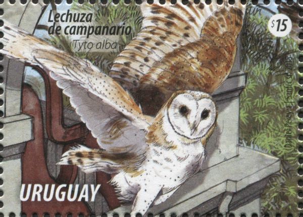 Barn Owl (Tyto alba)