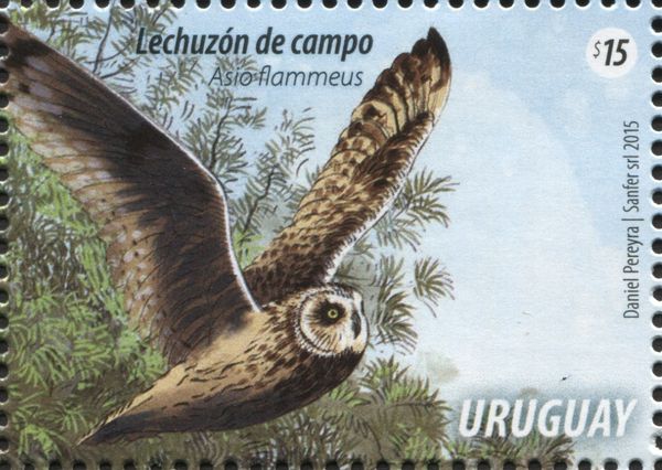 Short-eared Owl (Asio flammeus)