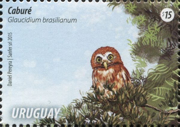 Ferruginous Pygmy-Owl (Glaucidium brasilianum)