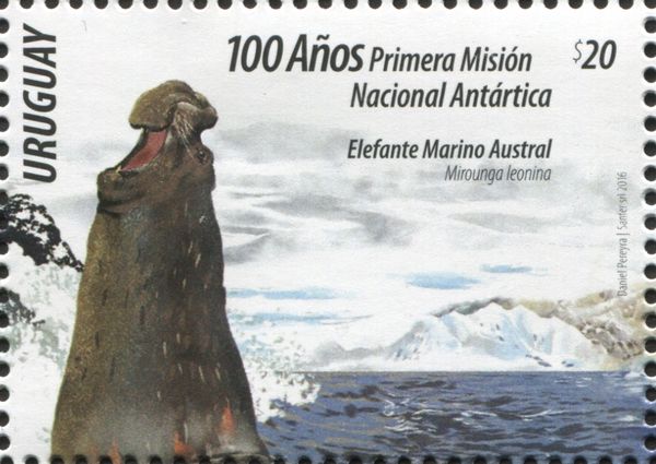 Mirounga leonina
