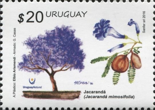 Jacaranda (Jacaranda mimosifolia)