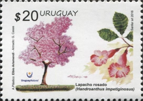 Pink Lapacho (Handroanthus impetiginosus)