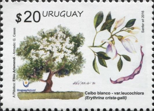 White Ceibo (Erythrina crista-galli var. leucochlora)