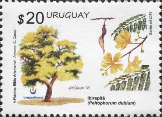 Ibirapitá (Peltophorum dubium)