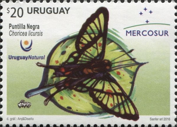 Puntilla Negra (Choricea licursis)
