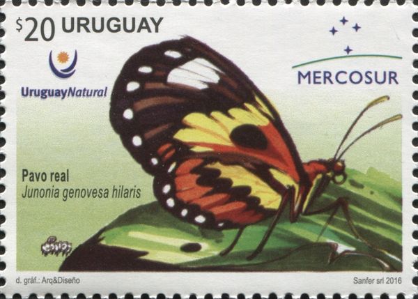 Mangrove Buckeye (Junonia genoveva ssp. hilaris)