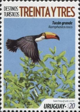 Toco Toucan (Ramphastos toco)