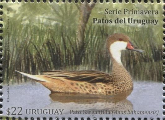 White-cheeked Pintail (Anas bahamensis)