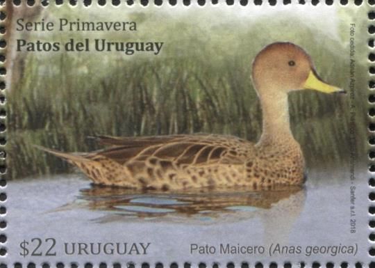 Yellow-billed Pintail (Anas georgica)
