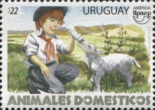 Sheep (Ovis aries) and Child