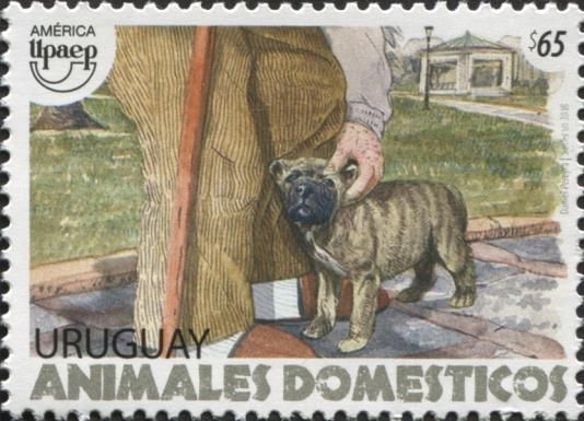 Dog (Canis lupus familiaris)
