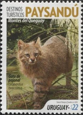 Pantanal Cat (Leopardus braccatus)