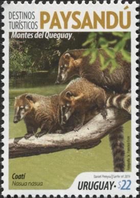 South American Coati (Nasua nasua)