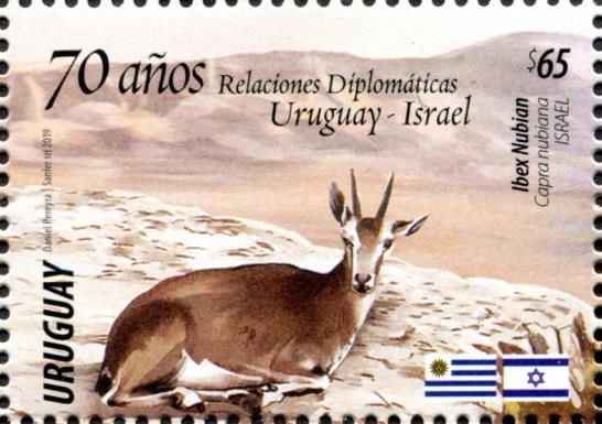 Nubian Ibex (Capra nubiana)