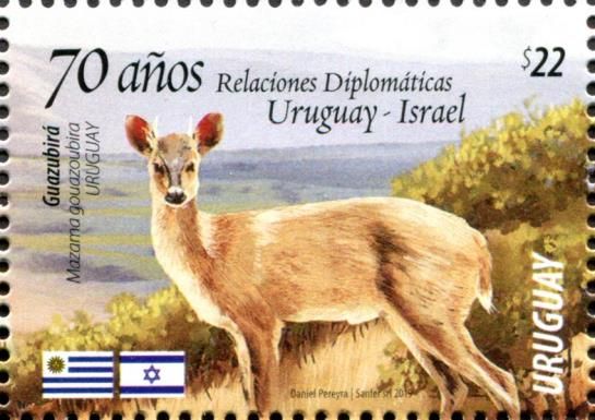 Common Brown Brocket (Mazama gouazoubira)