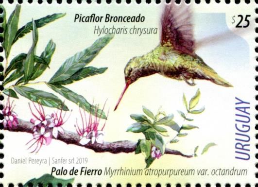 Gilded Hummingbird, Myrrhinium atropurpureum var. octandrum