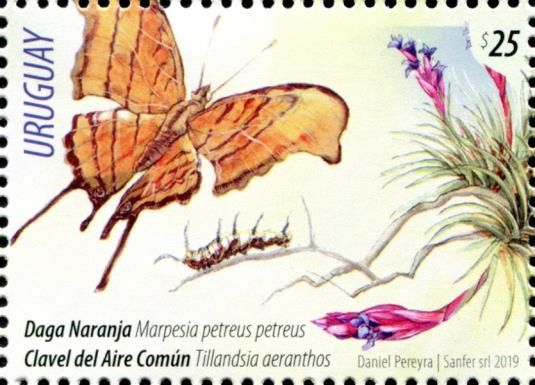 Marpesia petreus petreus, Tillandsia aeranthos