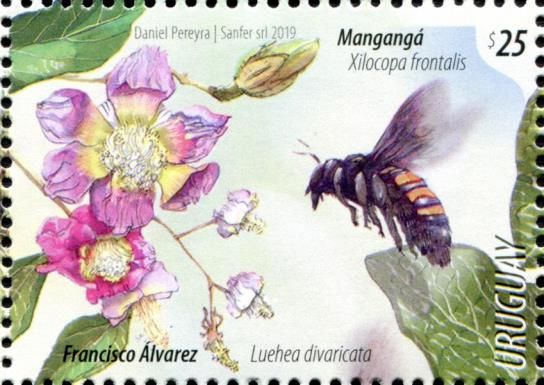Xylocopa frontalis, Ibatingui (Luehea divaricata)