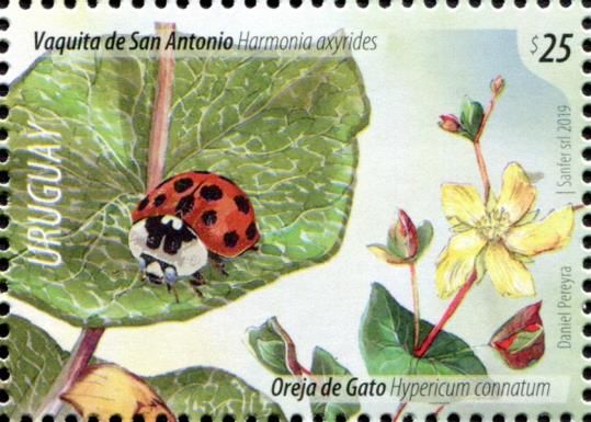 Harmonia axyridis, Hypericum connatum