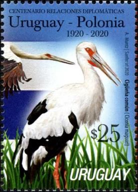 Maguari Stork (Ciconia maguari)